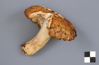 Russula illota image